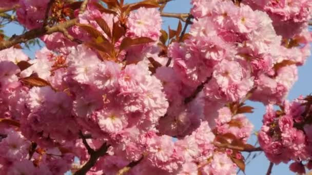 Unusually beautiful pink sakura flowers on a tree on a spring day close up view — Stock Video