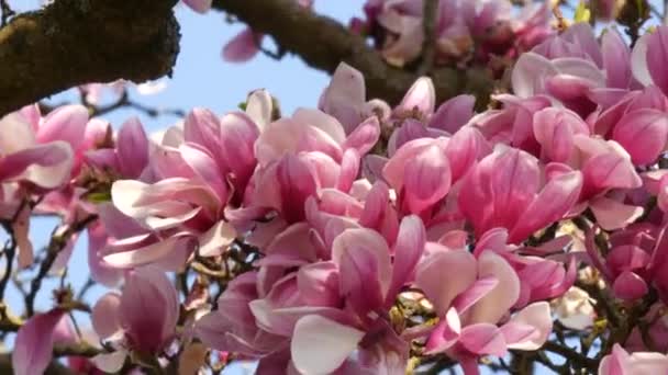 An incredibly beautiful pink flowering magnolia tree. Magnolia flowers on the petals of which water is reflected in the spring season — Stock Video