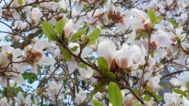Niesamowicie piękne białe kwitnące drzewo magnolii. Kwiaty magnolii na płatkach których woda odbija się w sezonie wiosennym — Wideo stockowe