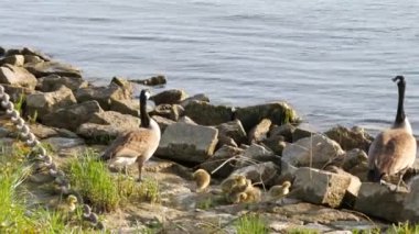 Yetişkin bir kaz sürüsü ve yavruları Ren Nehri 'nin kayalık seti boyunca yürüyor.