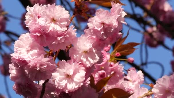 Ongewoon mooie rose sakura bloemen op een boom op een voorjaar dag tegen een blauwe lucht — Stockvideo