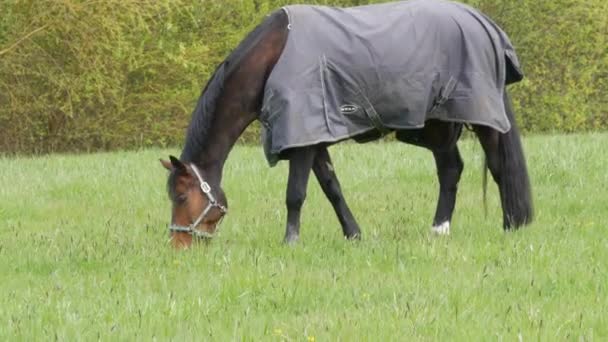 17 de abril de 2021 - Kehl, Alemania: Un caballo con una capa gris especial contra la lluvia y el viento roza en un prado verde con dientes de león en un día nublado de primavera — Vídeos de Stock