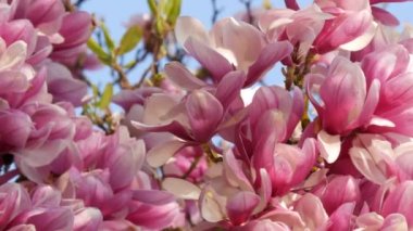 İnanılmaz güzel pembe çiçekli bir manolya ağacı. Bahar mevsiminde suların yansıdığı taç yaprakları üzerindeki manolya çiçekleri.