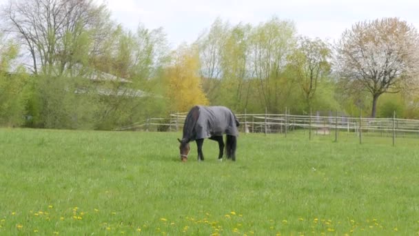 Un caballo en una capa gris especial contra la lluvia y el viento roza en un prado verde con dientes de león en un día nublado de primavera — Vídeo de stock