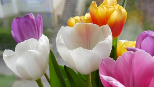 Pétalas de tulipas multicoloridas branco, rosa, lilás, laranja em um buquê de primavera no peitoril da janela pela janela — Vídeo de Stock