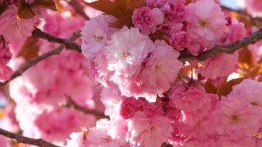 Olağandışı güzel pembe sakura çiçekleri bir bahar günü bir ağaçta yakın görüş.