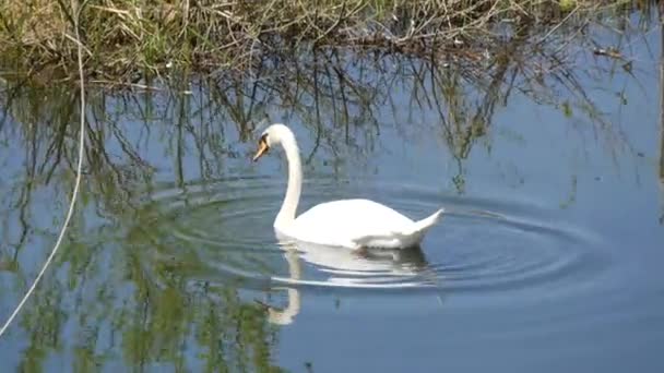 Ein schöner weißer Schwan schwimmt auf einem natürlichen Fluss, taucht unter Wasser und sucht nach Nahrung — Stockvideo