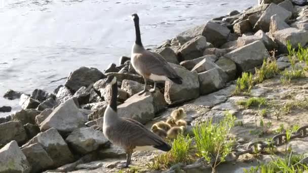 Yetişkin bir kaz sürüsü ve yavruları Ren Nehri 'nin kayalık seti boyunca yürüyor. — Stok video