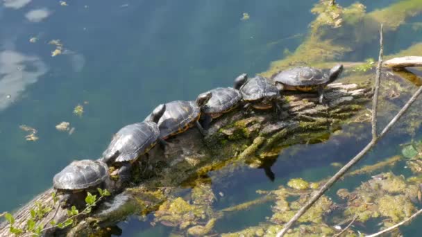 Eine lustige Reihe Schildkröten liegt in einer Reihe auf einem Baumstamm inmitten eines Sees in der Natur. Eine Gruppe Schildkröten, die in der Sonne ruhen — Stockvideo