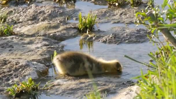 En liten gul gosling dricker vatten från en pöl på den steniga stranden av Rhen vallen — Stockvideo
