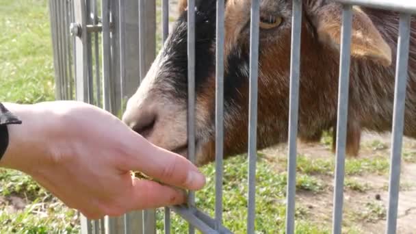 Maschio mano alimentazione capra marrone con foglia verde attraverso recinzione allo zoo — Video Stock