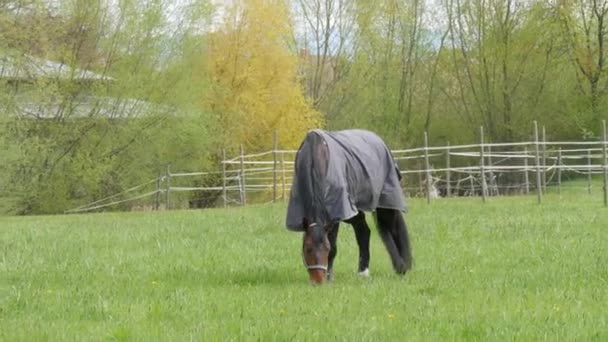 En häst i en speciell grå udde mot regn och vind betar på en grön äng med maskrosor på en molnig vårdag — Stockvideo