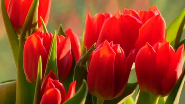 Hermoso ramo de tulipanes rojos de primavera en el alféizar de la ventana en un día soleado — Vídeo de stock