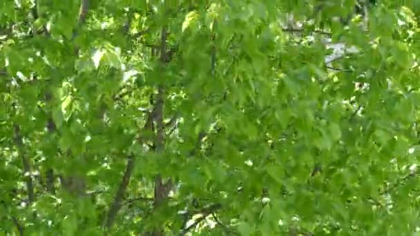 En stark sommar eller vår vind flyttar gröna blad på en trädgren — Stockvideo