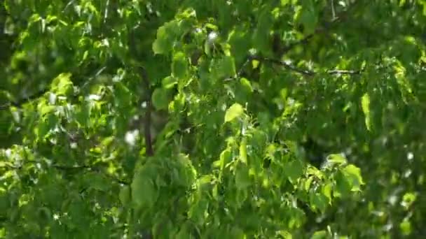 Um forte vento de verão ou primavera move folhagem verde em um galho de árvore — Vídeo de Stock