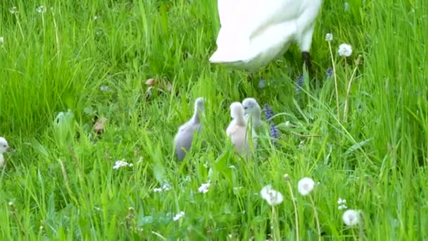 Kleine lustige Babyschwäne rennen erwachsenen weißen Schwaneneltern im großen saftigen grünen Gras hinterher — Stockvideo
