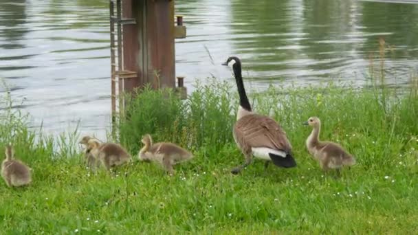 Pequeños goslings divertidos comiendo hierba verde junto a un ganso canadiense adulto — Vídeo de stock