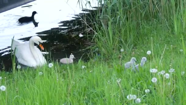 Małe łabędzie i dorosłe białe łabędzie wychodzą ze stawu na rzece z zieloną trawą — Wideo stockowe