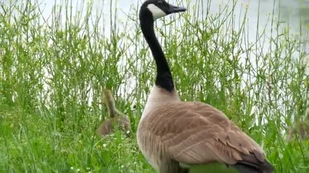 Маленькі кумедні плісені, що їдять зелену траву біля дорослої канадської гуси. — стокове відео