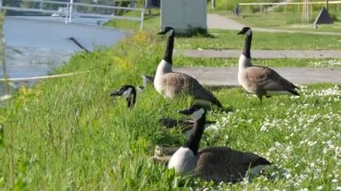 Güzel yetişkin Kanada kazları ve yavruları Almanya 'da Ren nehrinin kıyısında çimlerde otururlar.