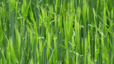 Rüzgarda savrulan ve gelecek hasat için olgunlaşan bir buğday tarlası.