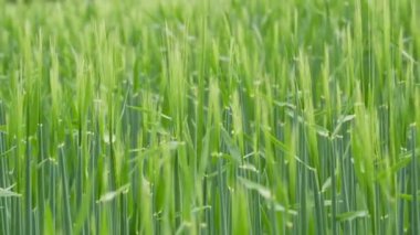 Rüzgarda savrulan ve gelecek hasat için olgunlaşan bir buğday tarlası.