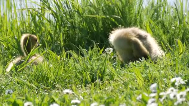 Kleine grappige gele kuikens zitten in het groene gras rond te kijken en proberen te slapen. Canadese ganzen in de natuur — Stockvideo