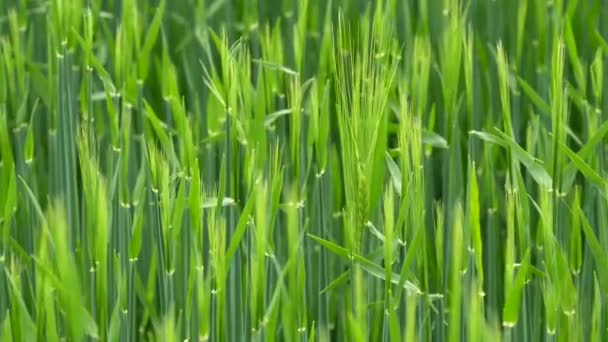 Ein Feld mit grünen jungen Weizenähren im Wind und reift für die zukünftige Ernte — Stockvideo