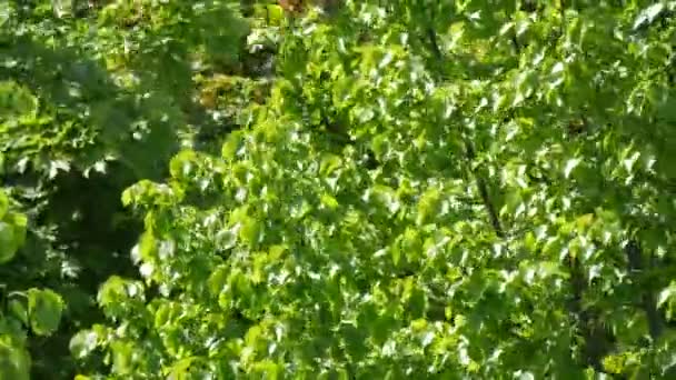 Een sterke zomer- of lentewind beweegt groen blad op een boomtak — Stockvideo