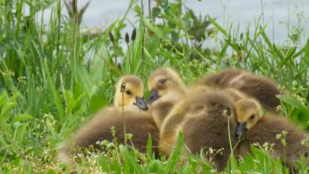 Kleine kuikens gaan slapen en bewegen grappig en knuffelen samen in het groene gras. Canadese ganzen — Stockvideo