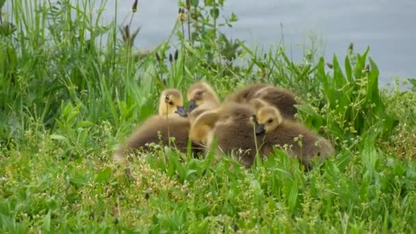 Los pequeños goslings se duermen y se mueven divertidos y se acurrucan juntos en la hierba verde. Gansos de Canadá — Vídeo de stock