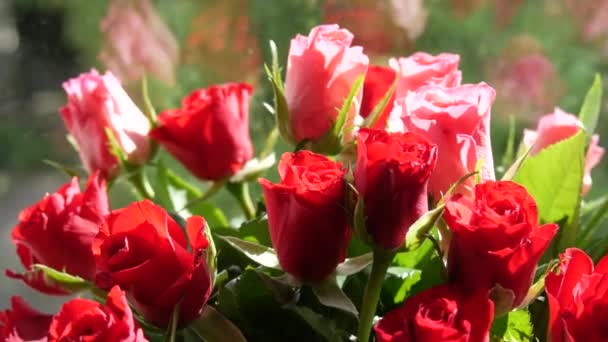 Bukiet piêknych ró ¿owo-czerwonych róż w bia ³ ym wazonie na domowym parapecie w letni dzieñ za oknem wiatr — Wideo stockowe