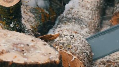 Mavi testere ateş için ağaç gövdelerini keser