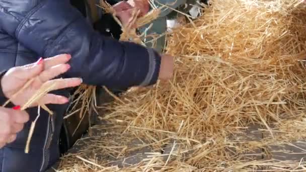 Les femmes tissent des poupées motanka de paille comme talisman dans la culture slave pour les vacances Maslenitsa — Video