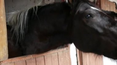 Ahırdaki güzel siyah bir atın insanlara uzanması komiktir.