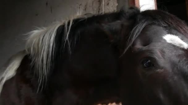 Un hermoso caballo negro en un puesto es divertido llegar a la gente — Vídeos de Stock