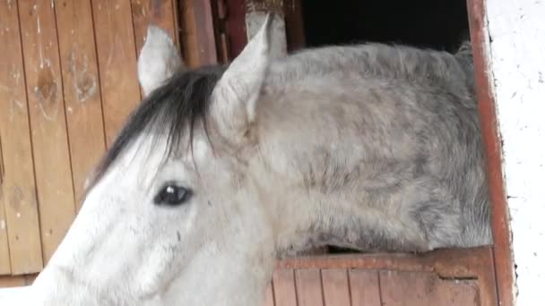 A beautiful white horse in a stall is funny reaching out to people — Stock Video