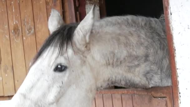 Un bel cavallo bianco in una stalla è divertente raggiungere le persone — Video Stock