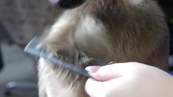 Le parrucchiere donne mani con l'aiuto di forbici speciali tagliano i capelli biondi dei ragazzi, correggendo la sua acconciatura con un pettine vista da vicino — Video Stock