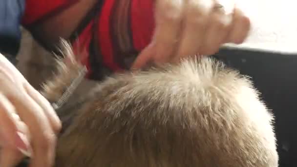 Kadeřnice ženské ruce s pomocí speciálních nůžek střih chlapci blond vlasy, korekce jeho účes s hřebenem zblízka pohled — Stock video