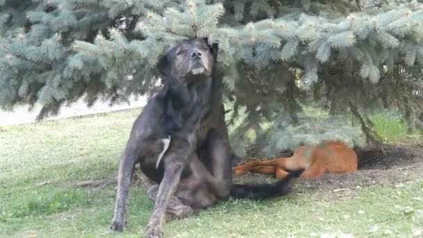 Стая бродячих собак лежит в парке на траве. Черная большая собака царапается, красная собака спит под деревом — стоковое видео
