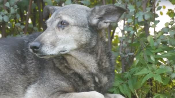 Anjing abu-abu tunawisma yang ketakutan terbaring di rumput di taman kota — Stok Video