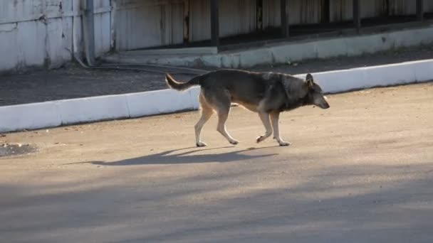 Perro gris sin hogar corriendo por la calle de la ciudad — Vídeo de stock
