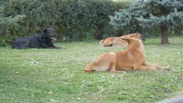 Üç farklı sokak köpeği sürüsü parktaki çimlerin üzerinde yatıyor. — Stok video