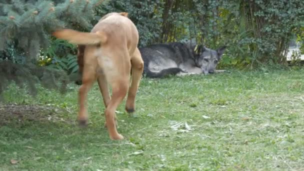 Σμήνος από τρία διαφορετικά αδέσποτα σκυλιά βρίσκεται στο γρασίδι στο πάρκο — Αρχείο Βίντεο