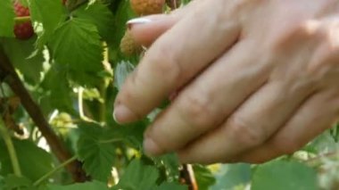 Bahçedeki çalılarda asılı duran olgun, lezzetli kırmızı ahududular. Bahçedeki bir çalıda asılı duran olgun, lezzetli kırmızı ahududular. Bir kadın çalılıktan meyve topluyor.