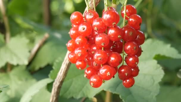 Спелые красные смородиновые ягоды висят на кустах в саду — стоковое видео