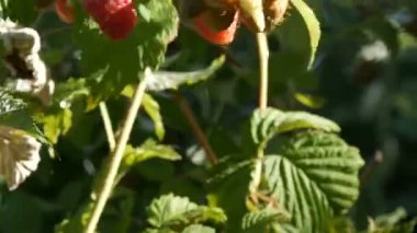 Bahçedeki çalılarda asılı duran olgun, lezzetli kırmızı ahududular