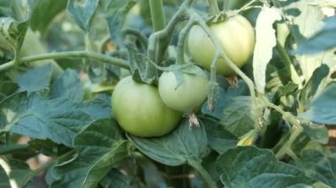 Bahçedeki çalılara asılmış yeşil domatesler