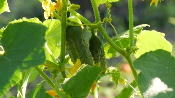 A small green cucumber grows and ripens on a plant next to yellow flowers — Stock Video